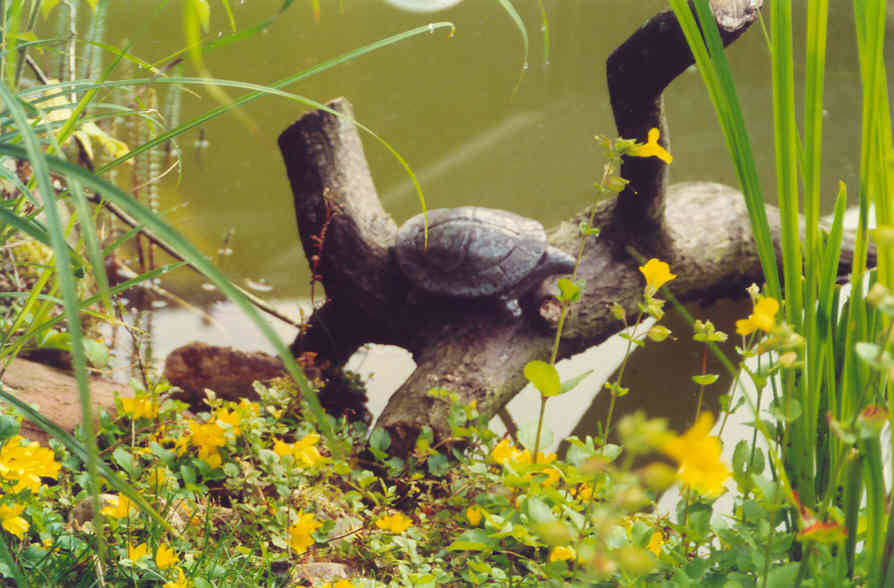Schildkröte am Teich
